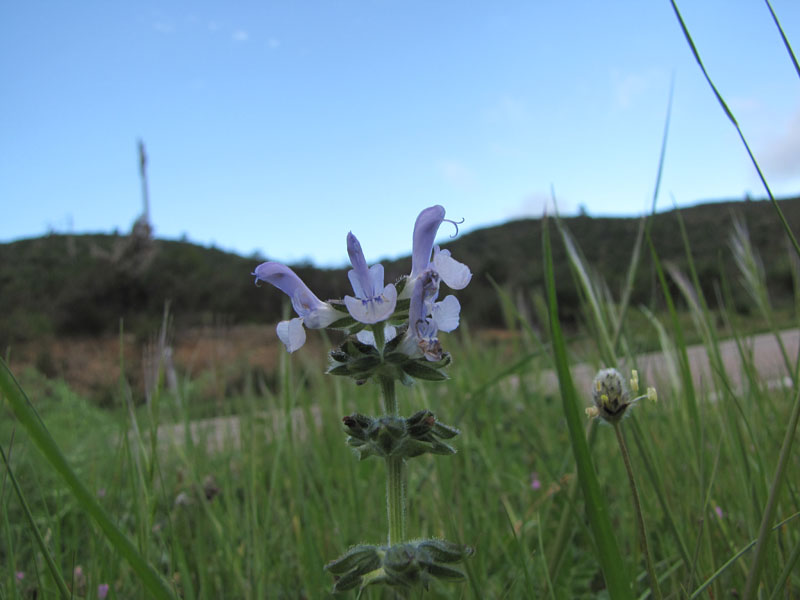 Salvia clandestina